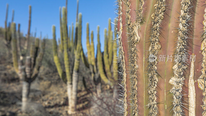 Cardón，（Pachycereus pringlei），南下加利福尼亚州，墨西哥